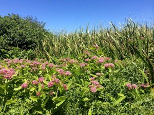 Joe Pye and Cat Tails at Miacomet Pond