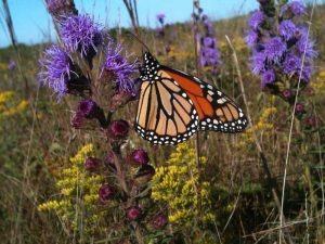 Monarch Butterfly on a flower