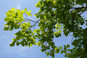 Leaves on an elm tree