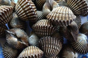 Pile of scallop shells