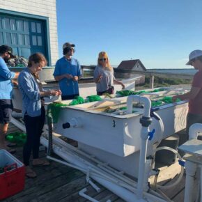 Group of people working around a sorting table with water and lighthouse in the background.