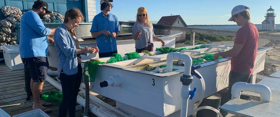 Group of people working around a sorting table with water and lighthouse in the background.