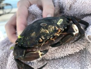 Tagged Green Crab