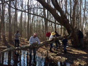 Vernal Pool